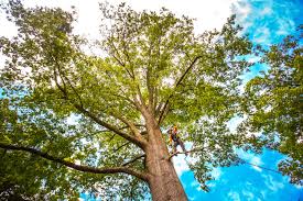 Best Tree Disease Treatment  in Fort Pierce, FL