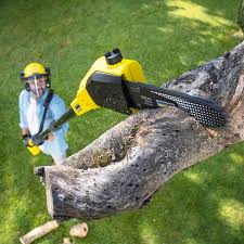 Best Palm Tree Trimming  in Fort Pierce, FL