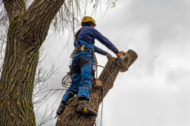 Best Hazardous Tree Removal  in Fort Pierce, FL