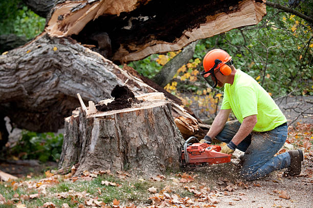 Fort Pierce, FL Tree Removal Company